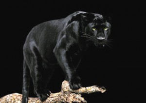 pantera_curiosoanimal.blogspot.com (13)