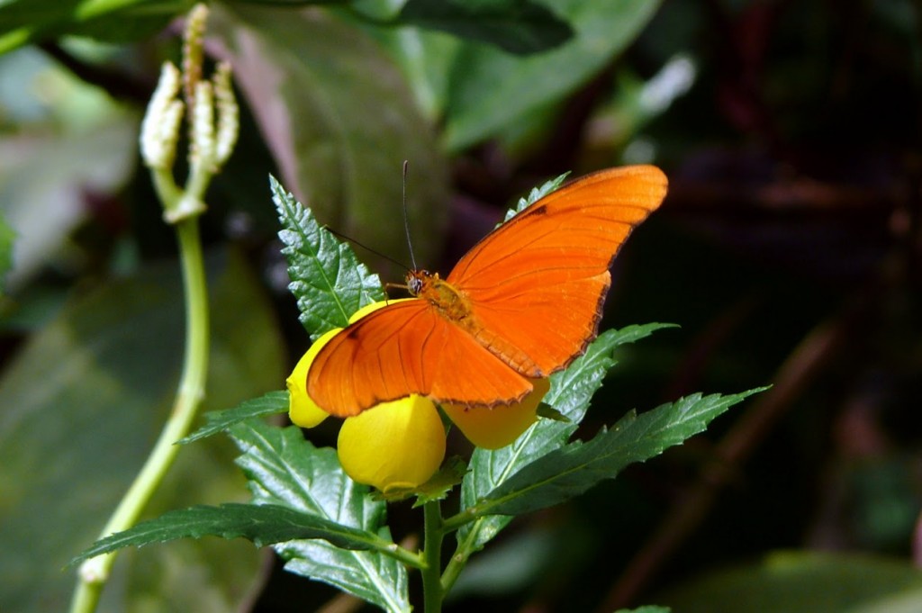Heodes virgaureae Doli