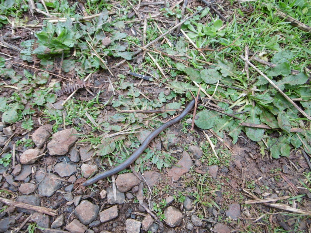 P1000242