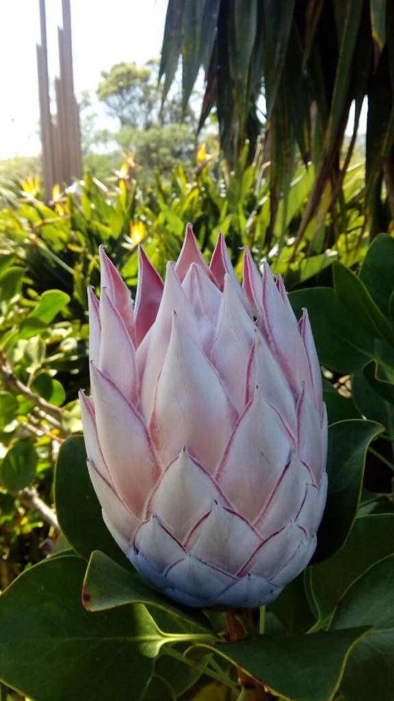 Protea rey (Protea cynaroides)