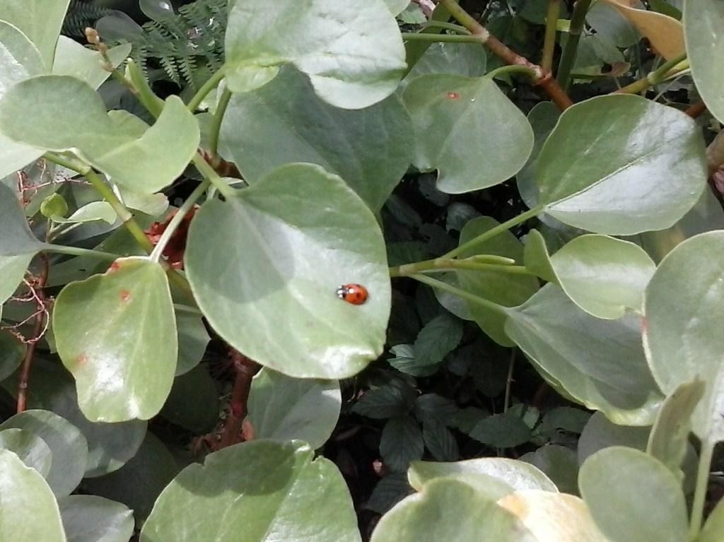 un w d para mariquitas