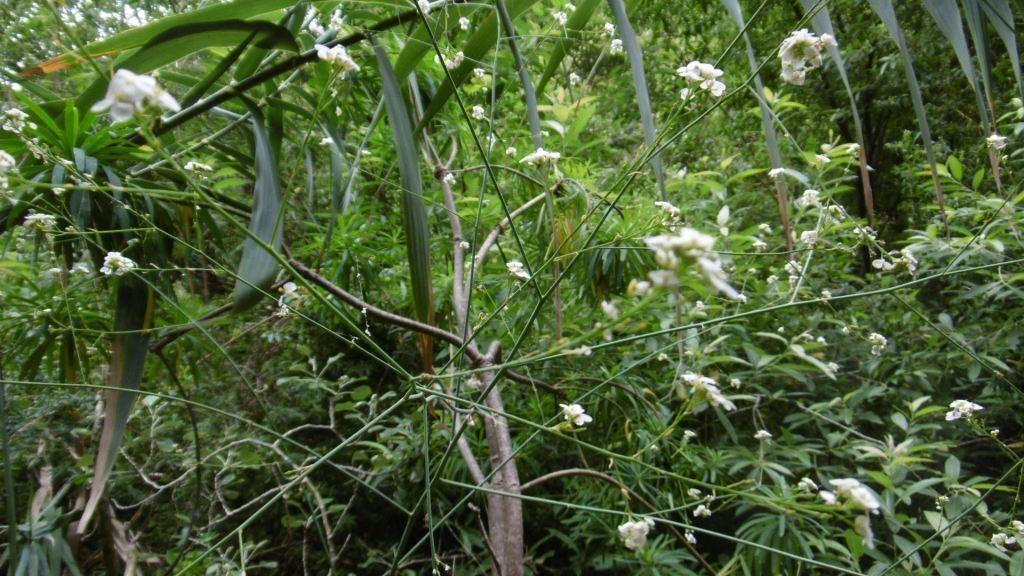 cambre strigosa