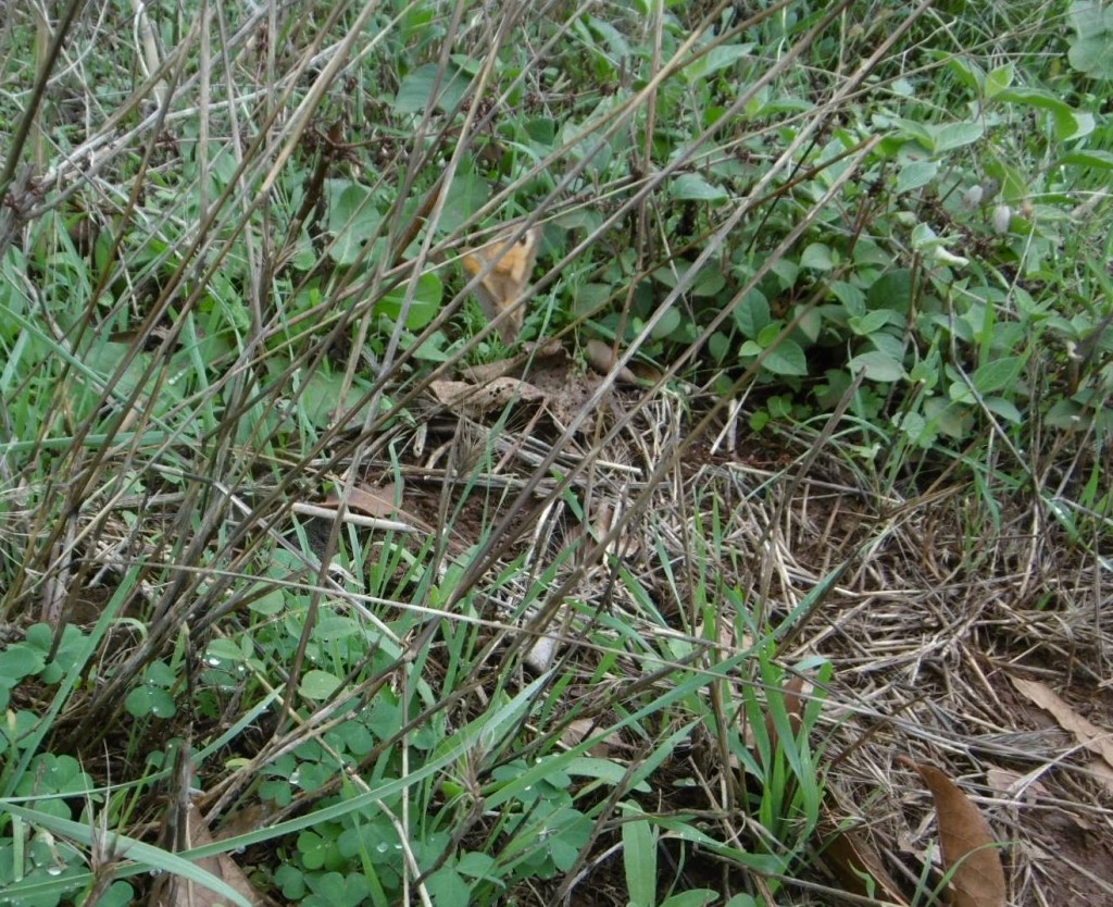 Maniola jurtina